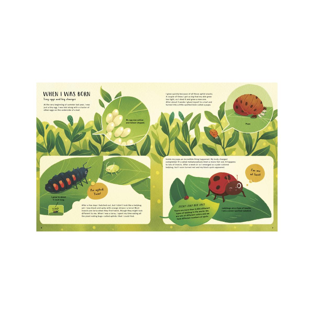 The Secret Life of Bugs Book